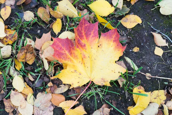 Hojas Brillantes Otoño Tumbadas Suelo —  Fotos de Stock