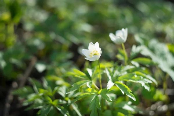Stäng Anbud Våren Vita Blommor Grönt Gräs — Stockfoto