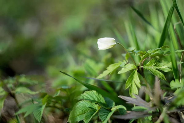 Vue Rapprochée Tendre Fleur Blanche Printanière Herbe Verte — Photo