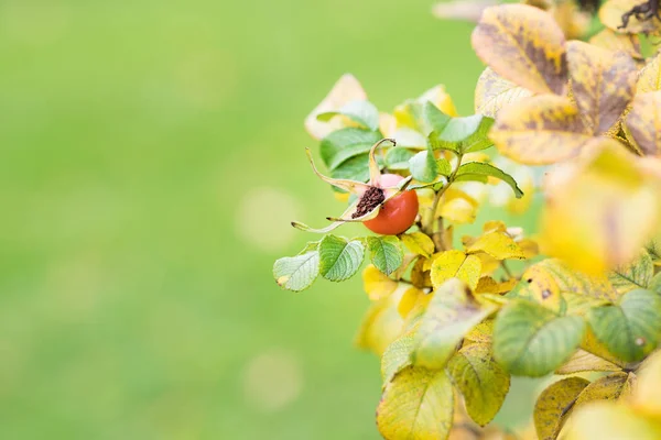 Briar Bush Ile Kırmızı Dut Görünümü Kapat — Stok fotoğraf