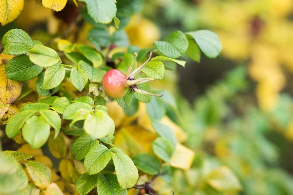 Nahaufnahme Des Dornbusches Mit Roter Beere — Stockfoto