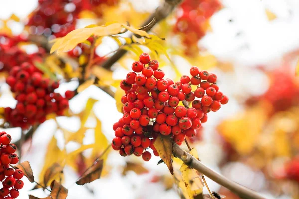 Vogelbeerenzweige Mit Roten Beeren Aus Der Nähe — Stockfoto