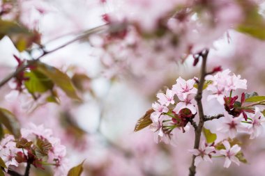 Bahar bahçe içinde ihale çiçek pembe sakura ağaç görünümü kapat
