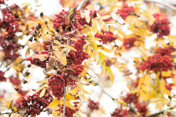 Vogelbeerenzweige Mit Roten Beeren Aus Der Nähe — Stockfoto