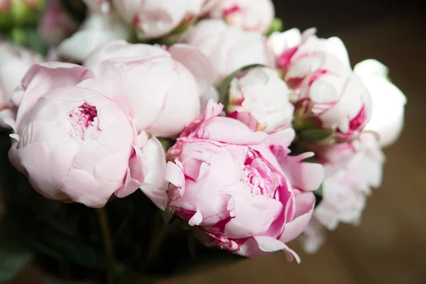 Weergave Van Tedere Verse Roze Bloeiende Pioenrozen Sluit — Stockfoto