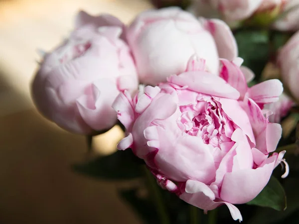 Nahaufnahme Der Zarten Rosa Blühenden Pfingstrosen — Stockfoto