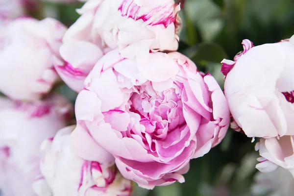 Крупним Планом Ніжні Свіжі Рожеві Квітучі Півонії — стокове фото