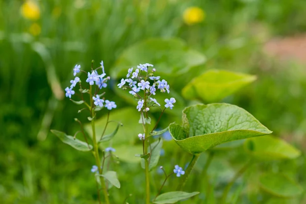 Zamknij Widok Przetargu Niebieskie Kwiatuszki Wiosnę Pole — Zdjęcie stockowe