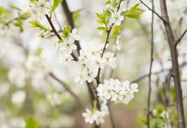 Vista Cercana Del Árbol Frutal Floreciente Con Flores Blancas — Foto de Stock