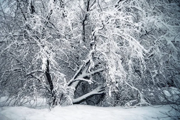 ロシア 分岐を持つツリーの雪に覆われた冬の公園 寒い天気 — ストック写真