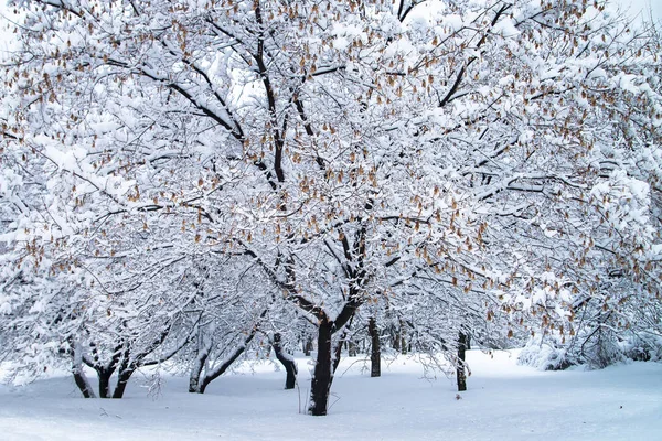 ロシアでは 雪に覆われた冬の公園の木 Wth 寒い天気 — ストック写真