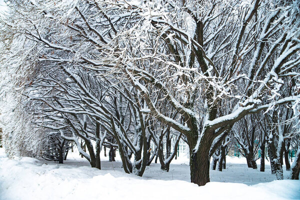 Snowy winter park in Russia, tree wth branches. Cold weather
