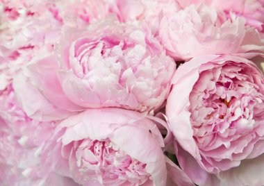 Pink peonies blossom background. Flowers clipart