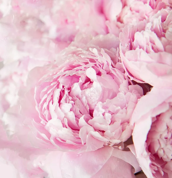 Roze Pioenrozen Bloesem Achtergrond Bloemen — Stockfoto