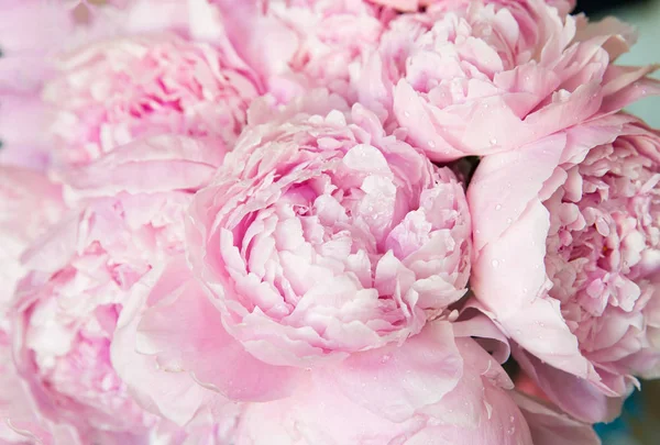 Розовые Пионы Расцветают Фоне Цветы — стоковое фото