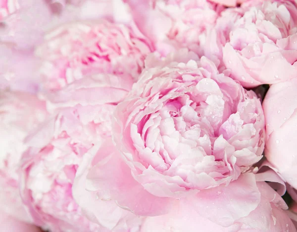 Różowe Piwonie Kwitną Tło Kwiaty — Zdjęcie stockowe