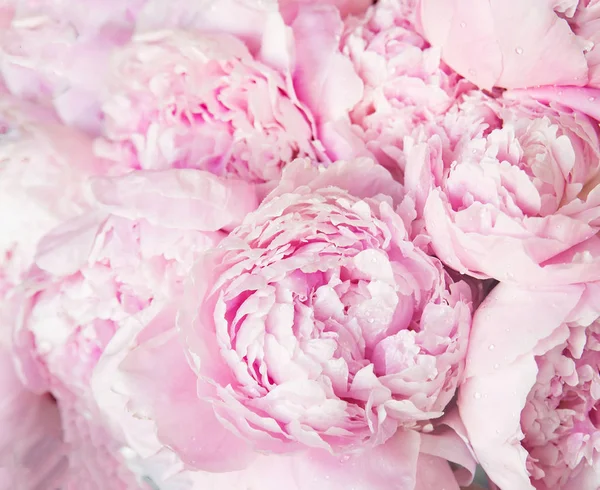 Roze Pioenrozen Bloesem Achtergrond Bloemen — Stockfoto