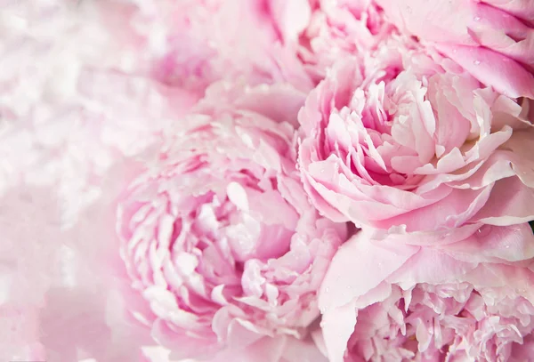 Roze Pioenrozen Bloesem Achtergrond Bloemen — Stockfoto