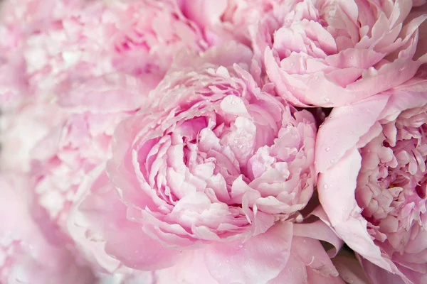 Roze Pioenrozen Bloesem Achtergrond Bloemen — Stockfoto