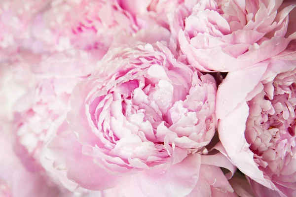 Roze Pioenrozen Bloesem Achtergrond Bloemen — Stockfoto