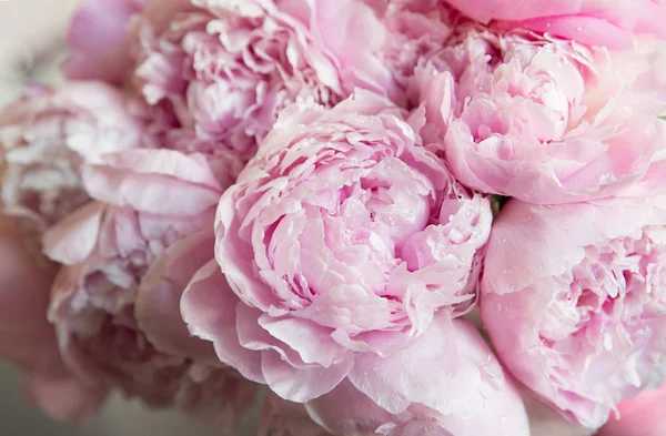 Hintergrund Blühen Rosa Pfingstrosen Blumen — Stockfoto