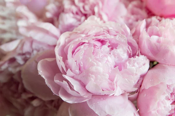 Roze Pioenrozen Bloesem Achtergrond Bloemen — Stockfoto