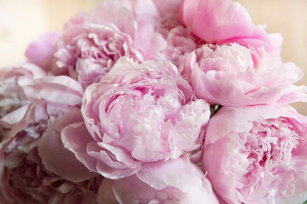Рожеві Півонії Цвітуть Фоні Квіти — стокове фото