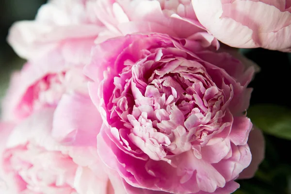 Roze Pioenrozen Bloesem Achtergrond Bloemen — Stockfoto