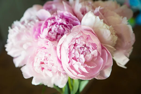 Roze Pioenrozen Bloesem Achtergrond Bloemen — Stockfoto