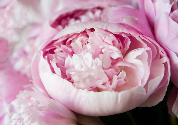 Белые Розовые Пионы Фон Обои — стоковое фото