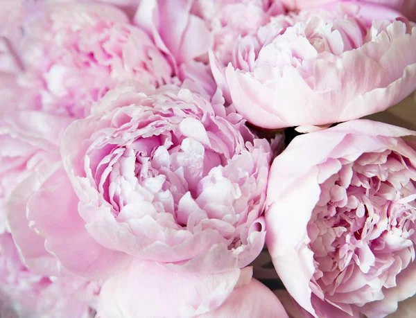 White Pink Peonies Background Wallpaper — Stock Photo, Image