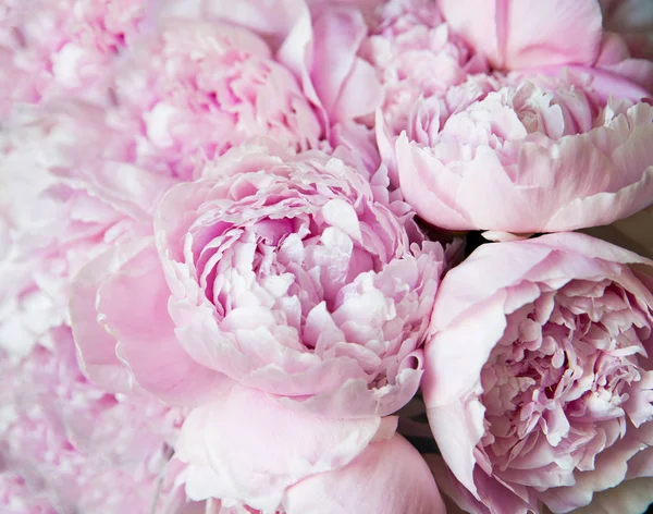 Белые Розовые Пионы Фон Обои — стоковое фото