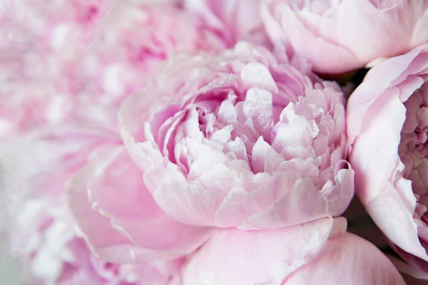 White Pink Peonies Background Wallpaper — Stock Photo, Image