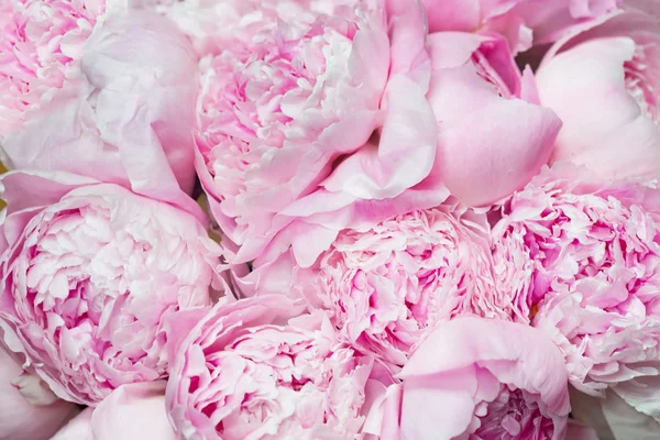 Roze Pioenrozen Bloesem Achtergrond Bloemen — Stockfoto