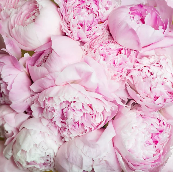 Roze Pioenrozen Bloesem Achtergrond Bloemen — Stockfoto