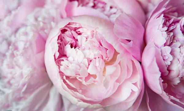 Peônias Cor Rosa Florescem Fundo Flores — Fotografia de Stock