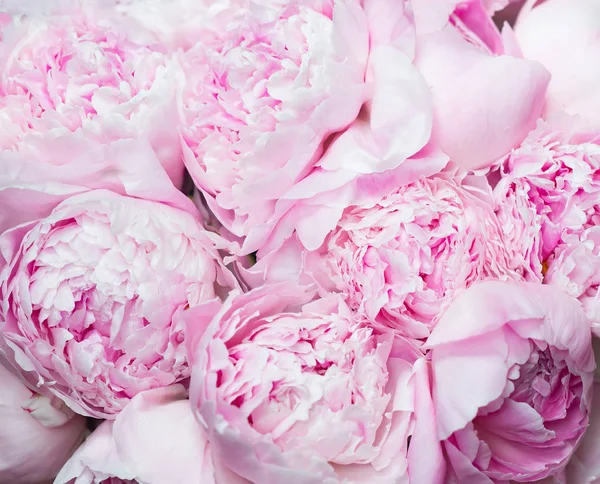 Рожеві Півонії Цвітуть Фоні Квіти — стокове фото