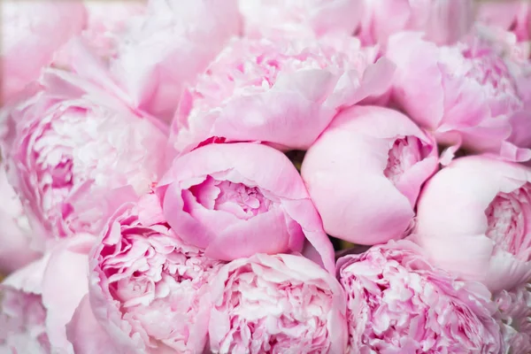 Roze Pioenrozen Bloesem Achtergrond Bloemen — Stockfoto