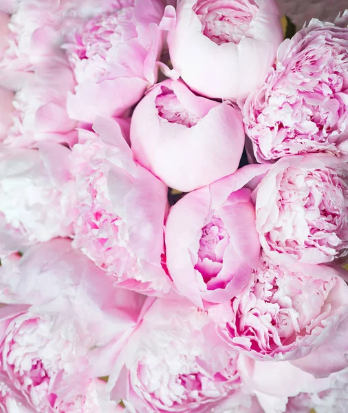 Pink Peonies Blossom Background Flowers — Stock Photo, Image