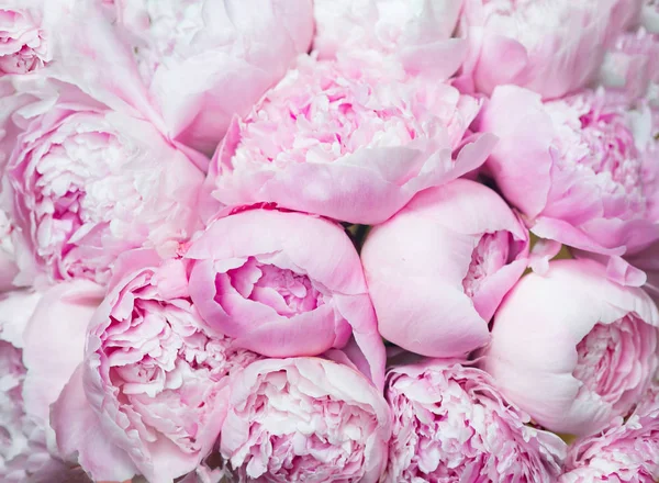 Różowe Piwonie Kwitną Tło Kwiaty — Zdjęcie stockowe