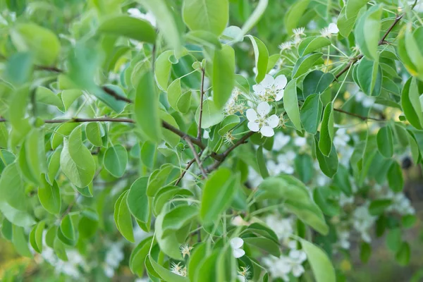 Flor Árvore Maçã Perto Primavera — Fotografia de Stock