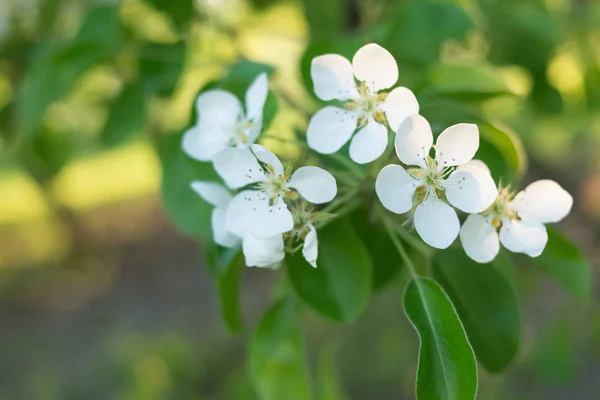 Apple Virága Közelről Tavasszal — Stock Fotó
