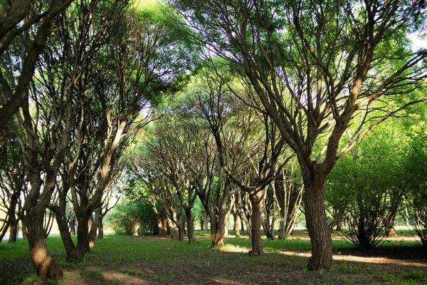 Деревья Летнего Парка Утро Среда — стоковое фото