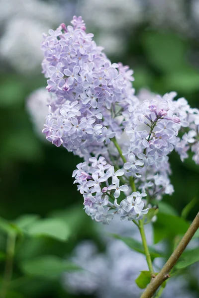 緑の自然の背景に紫色の花ライラック — ストック写真