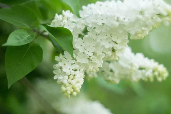 Witte Lila Groene Natuur Achtergrond — Stockfoto