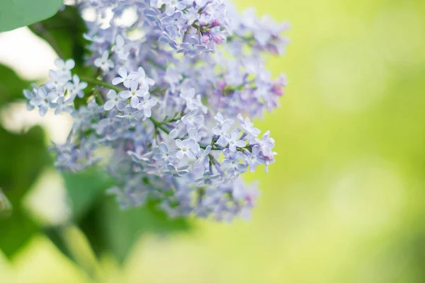 Lilac Flowers Nature Blooming Background — Stock Photo, Image