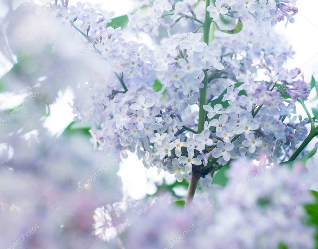 Lilac flowers nature blooming background
