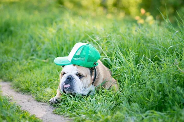 English bulldog lying on the grass in cap