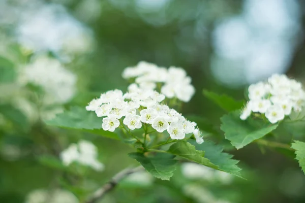 Квітучий Кущ Дрібними Білими Квітами — стокове фото