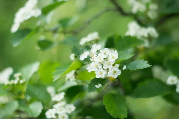 Virágzó Bokor Kis Fehér Virágokkal — Stock Fotó